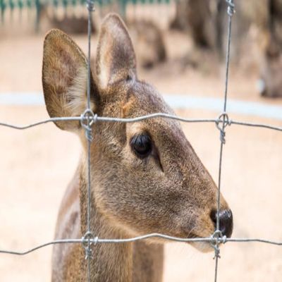 Rôle de clôture en fil de ferraille tissé à nœud fixe à zinc lourd - Clôture à fil de ferraille de pâturage, fil de ferraille galvanisé pour animaux de compagnie