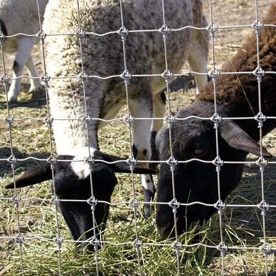1.8m Hauteur Ferme de chèvres Clôture en treillis métallique galvanisée anti-corrosion